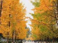 四川大學師范學院望江校區歷年招生錄取分數線