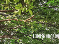 湖南師范大學(xué)2023年報(bào)名條件、招生要求、招生對象